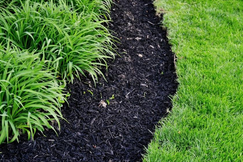 The Wonderful World of Soil and Plants #228
