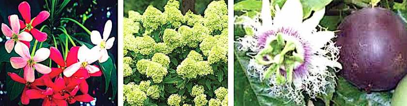 Lazy Gardener & Friends for October 3, 2019