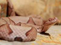 Snake Bites: Should You Be Concerned?