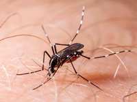 What is Zika Virus