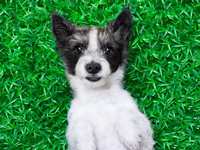 The Top 10 Items You Need to Make Your Pet’s Move Amazing
