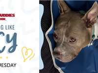 Help A Dog Like Lucy This #GivingTuesday
