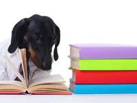 Tips to Teach Your Dog To Read