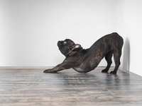 Tips on How to Help Your Dog Stretch