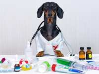List of Items for Household Pet First Aid Kits