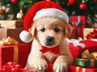 4 Things On Your Pup's Wish List