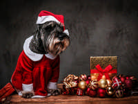 Holiday Gift Guide For Dogs & Dog Lovers