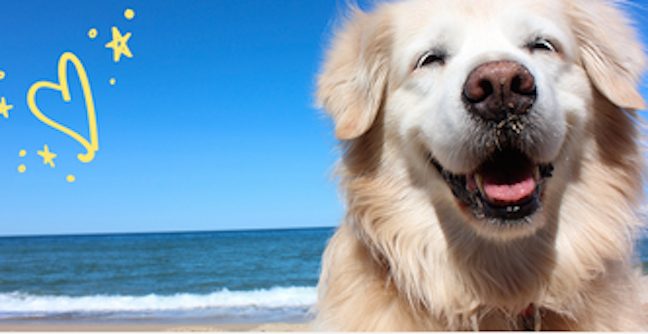 Tips for a Safe Summer with Dogs