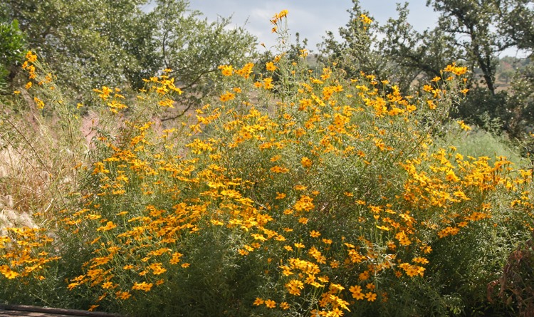Water-saving Native Plant of The Week: Copper Canyon Daisy (Tagetes lemmonii).