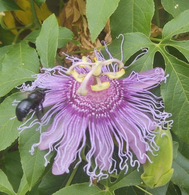 Water-saving Native Plant of The Week by Bob Dailey: Wild Passionflower
