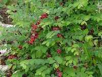 ﻿Native Water-Saving Plants
