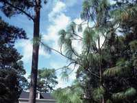 Native Water-Saving Plants