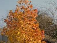 Native Water-Saving Plants