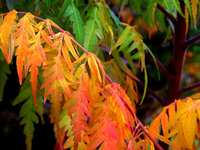 Water-Saving Native Plant of The Week by Bob Dailey: Flame Leaf Sumac (Rhus lanceolata)