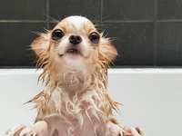 Give Your Dog a Bath Without Clogging the Drain