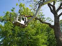 4 Reasons to Hire Tree Services Before You Sell Your House