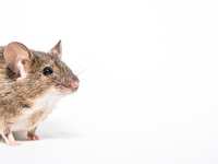 4 Signs You're in Need of Pest Extermination Services for Rodents