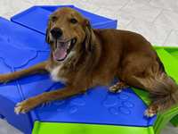 Doggy Daycare vs. Dog Parks: What is best for your dog’s well-being?