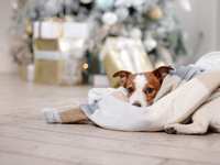 Planning Pet Care Ahead of the Holidays