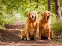 Setting the Standard: Revolutionizing Dog Management with Hounds Town