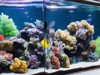 Transform your office space with the calming presence of a aquarium