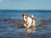 Wet and Wild – How To Introduce Your Dog to Swimming
