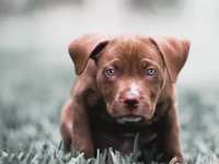 House Training a Puppy