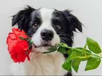 Speaking Your Dog’s Love Language