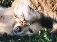 May is National Pet Foster Care Month