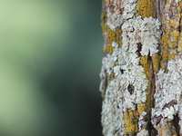 How To Spot Tree Disease Before It's Too Late!