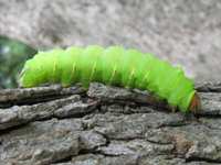Good Bugs vs. Bad Bugs: Protecting Your Trees in Southeast Texas (Zone 9)
