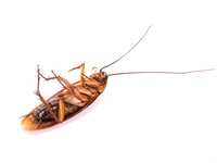 Uncovering the Truth: Dispelling Myths About Texas House Pests