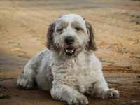 New Year resolutions and healthy habits for dogs