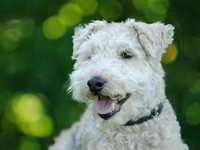 February Is Responsible Pet Owners Month: Are You Meeting Your Dog’s Needs?