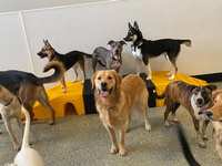Is your dog ready for daycare this spring?