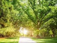 Best Time to Trim Trees in Texas