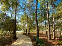The Value of Native Trees in The Woodlands, TX — And How Southeast Texas Trees Helps Them Thrive