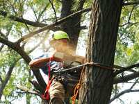 Certified Arborist in The Woodlands, TX: Expert Tree Care You Can Trust