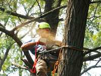 Tree Cutting Prices in The Woodlands, Conroe, and Montgomery, TX