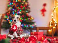 Keeping The Holidays Safe and Jolly For Your Dog