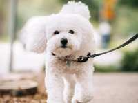 Should My Dog Attend Daycare?