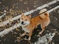 Teaching “Leave It”: The Lifesaving Skill Every City Dog Needs