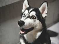 Teaching Your Dog Their Name: The Easiest Way to Build Focus and Better Behavior