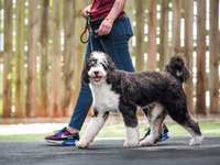 When Dog Genetics, Environment, Ownership, and Breeders Collide: Rethinking the Conversation Around Dog Attacks