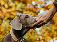 Teaching Your Dog the “Touch” Cue: A Simple Skill With Big Benefits