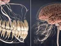 The Mouth-Brain Connection: Why Oral Health Impacts More Than Your Smile
