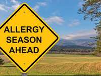 Can Fall Allergies Actually Cause Tooth Pain? The Sinus Connection Explained