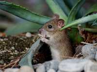 Mice in your garden