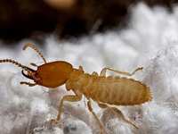 Formosan Termites: A Growing Threat