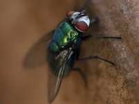 Flies in the home